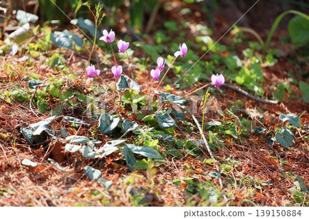Cute cyclamen flowers 139150884