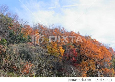 Colorful woodland Colorful woodland 139150885