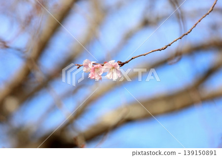 Pure and elegant October cherry blossoms Pure and elegant October cherry blossoms 139150891