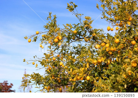 Refreshing, abundant harvest of lemons 139150893