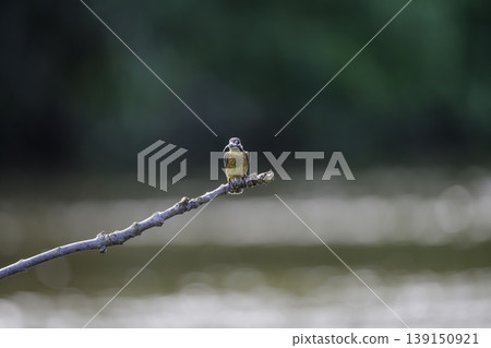 在水邊的金魚 在水邊的金魚 139150921
