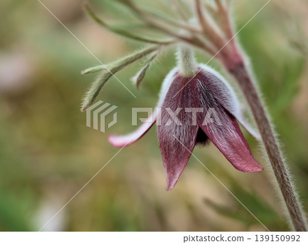 The lovely Pulsatilla japonica blooms in the warm April weather. The lovely Pulsatilla japonica blooms in the warm April weather. 139150992