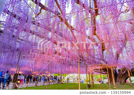 (栃木縣)足利花卉公園:盛開的大型紫藤花架上擠滿了遊客,燈火通明。 (栃木縣)足利花卉公園:盛開的大型紫藤花架上擠滿了遊客,燈火通明。 139150994