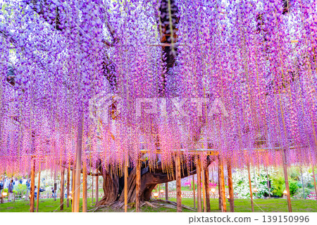 （栃木縣）足利花卉公園：盛開的大型紫藤花架上擠滿了遊客，燈火通明。 139150996