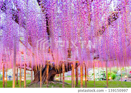 (Tochigi Prefecture) Ashikaga Flower Park: The large wisteria trellis in full bloom is bustling with tourists and illuminated. (Tochigi Prefecture) Ashikaga Flower Park: The large wisteria trellis in full bloom is bustling with tourists and illuminated. 139150997