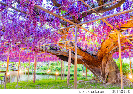 (栃木縣)足利花卉公園:盛開的大型紫藤花架上擠滿了遊客,燈火通明。 (栃木縣)足利花卉公園:盛開的大型紫藤花架上擠滿了遊客,燈火通明。 139150998