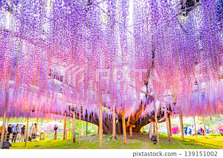 (Tochigi Prefecture) Ashikaga Flower Park: The large wisteria trellis in full bloom is bustling with tourists and illuminated. (Tochigi Prefecture) Ashikaga Flower Park: The large wisteria trellis in full bloom is bustling with tourists and illuminated. 139151002