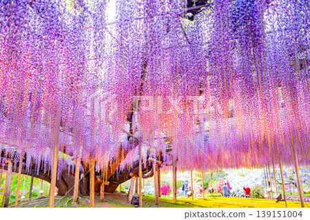 (栃木縣)足利花卉公園:盛開的大型紫藤花架上擠滿了遊客,燈火通明。 (栃木縣)足利花卉公園:盛開的大型紫藤花架上擠滿了遊客,燈火通明。 139151004