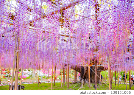 （栃木縣）足利花卉公園：盛開的大型紫藤花架上擠滿了遊客，燈火通明。 139151006