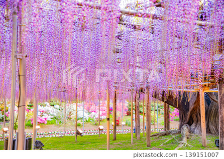 （栃木縣）足利花卉公園：盛開的大型紫藤花架上擠滿了遊客，燈火通明。 139151007