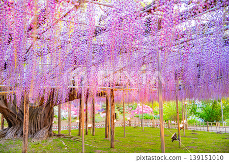 （栃木縣）足利花卉公園：盛開的大型紫藤花架上擠滿了遊客，燈火通明。 139151010