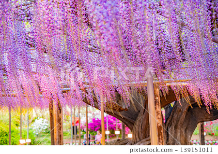 （栃木縣）足利花卉公園：盛開的大型紫藤花架上擠滿了遊客，燈火通明。 139151011