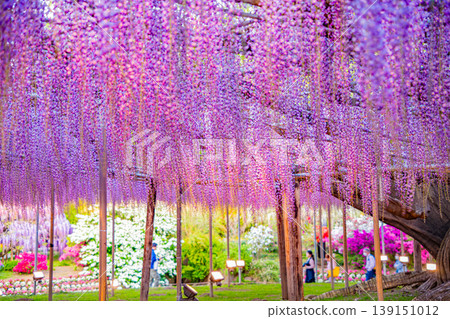 (栃木縣)足利花卉公園:盛開的大型紫藤花架上擠滿了遊客,燈火通明。 (栃木縣)足利花卉公園:盛開的大型紫藤花架上擠滿了遊客,燈火通明。 139151012