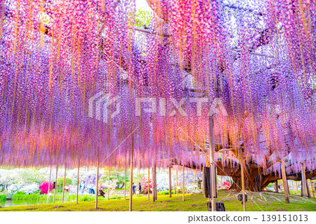 （栃木縣）足利花卉公園：盛開的大型紫藤花架上擠滿了遊客，燈火通明。 139151013