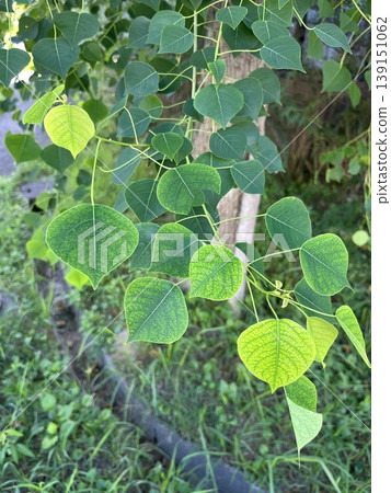Beautiful green trees that evoke a sense of nature. Beautiful green trees that evoke a sense of nature. 139151062