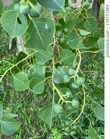 Beautiful green trees that evoke a sense of nature. Beautiful green trees that evoke a sense of nature. 139151064