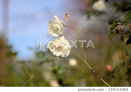 Winter-blooming rose, elegant 'Schneewittchen' Winter-blooming rose, elegant 'Schneewittchen' 139151069
