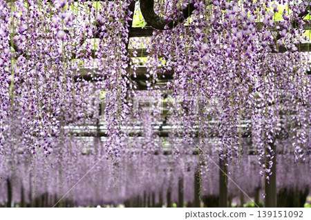 The wisteria trellis of Tsushima hangs down. The wisteria trellis of Tsushima hangs down. 139151092