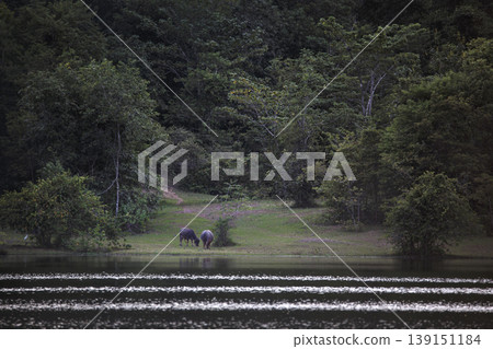 Natural landscape with a water buffalo near still water, reflecting tranquility, wilderness, and ecological beauty Natural landscape with a water buffalo near still water, reflecting tranquility, wilderness, and ecological beauty 139151184