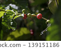 Coffee cherries at peak ripeness on a tropical plantation 139151186