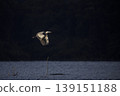 Great Blue Heron flying across a lake 139151188