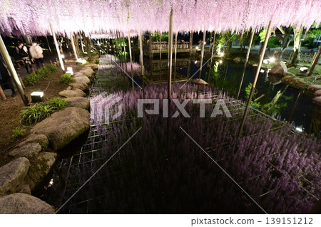 對馬天王河公園裡夢幻般的紫藤花架 139151212