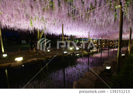 對馬天王河公園裡夢幻般的紫藤花架 139151213