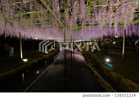 對馬天王河公園裡夢幻般的紫藤花架 139151214