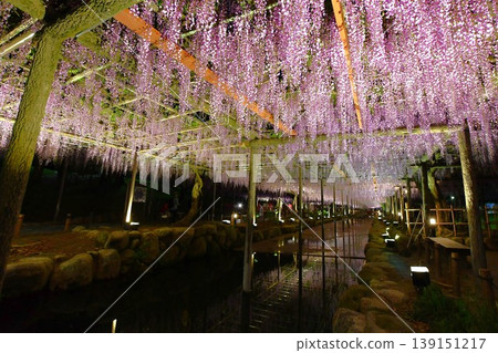 對馬天王河公園裡夢幻般的紫藤花架 139151217