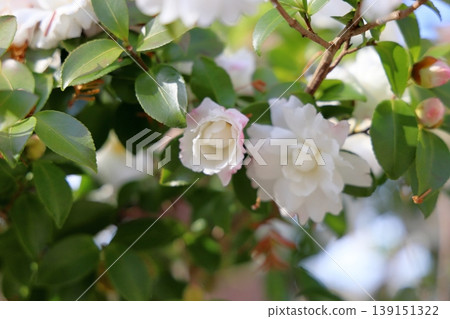清爽的茶梅花 清爽的茶梅花 139151322