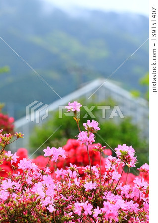 精心養護的杜鵑花 139151407