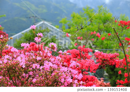 精心養護的杜鵑花 139151408