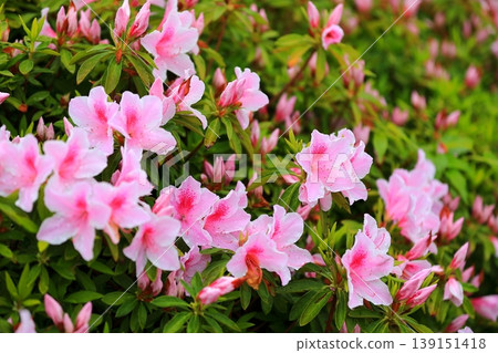 Beautifully maintained azalea flowers Beautifully maintained azalea flowers 139151418