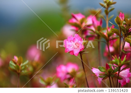Beautifully maintained azalea flowers Beautifully maintained azalea flowers 139151420