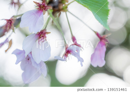 Falling cherry blossom petals and soft spring light Falling cherry blossom petals and soft spring light 139151461