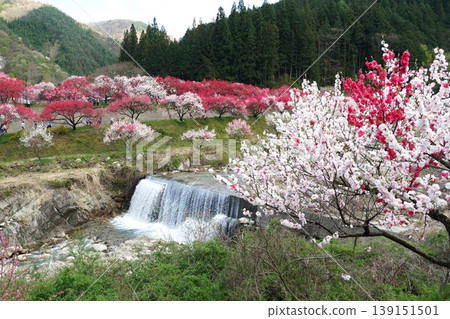 A scene from the Hanatomo no Sato (Peach Blossom Village), where peach blossoms are in full bloom, during the Hanatomo Festival. 139151501