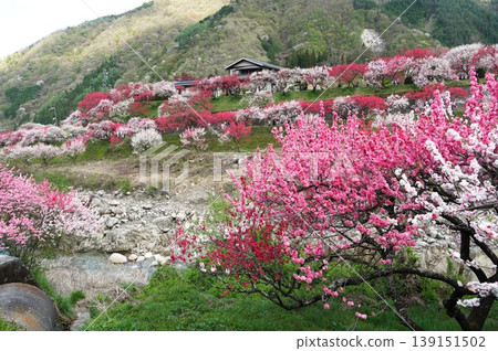 A scene from the Hanatomo no Sato (Peach Blossom Village), where peach blossoms are in full bloom, during the Hanatomo Festival. A scene from the Hanatomo no Sato (Peach Blossom Village), where peach blossoms are in full bloom, during the Hanatomo Festival. 139151502