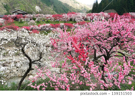 A scene from the Hanatomo no Sato (Peach Blossom Village), where peach blossoms are in full bloom, during the Hanatomo Festival. 139151503