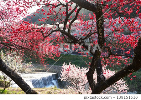 這是桃花之鄉(Hanatomo no Sato)的景色,桃花在桃花節期間盛開。 這是桃花之鄉(Hanatomo no Sato)的景色,桃花在桃花節期間盛開。 139151510