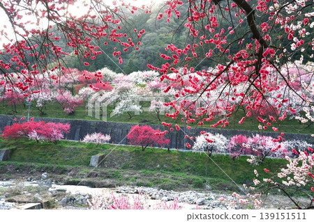 這是桃花之鄉(Hanatomo no Sato)的景色,桃花在桃花節期間盛開。 這是桃花之鄉(Hanatomo no Sato)的景色,桃花在桃花節期間盛開。 139151511