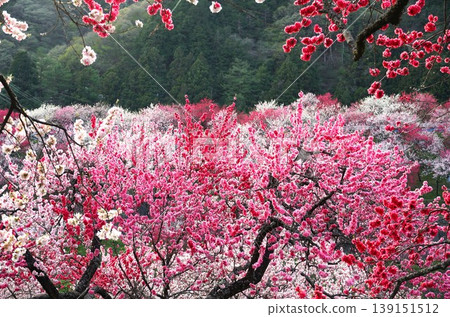 這是桃花之鄉(Hanatomo no Sato)的景色,桃花在桃花節期間盛開。 這是桃花之鄉(Hanatomo no Sato)的景色,桃花在桃花節期間盛開。 139151512