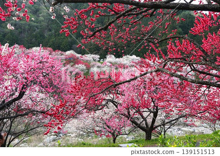 這是桃花之鄉（Hanatomo no Sato）的景色，桃花在桃花節期間盛開。 139151513
