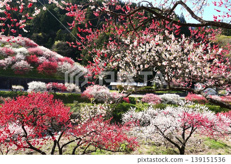 這是桃花之鄉(Hanatomo no Sato)的景色,桃花在桃花節期間盛開。 這是桃花之鄉(Hanatomo no Sato)的景色,桃花在桃花節期間盛開。 139151536