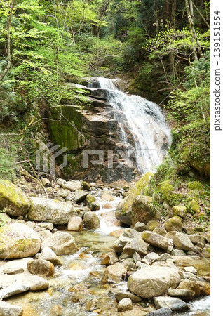 中山道自然步道,木曾路大瀧瀑布,一片清新綠意 中山道自然步道,木曾路大瀧瀑布,一片清新綠意 139151554