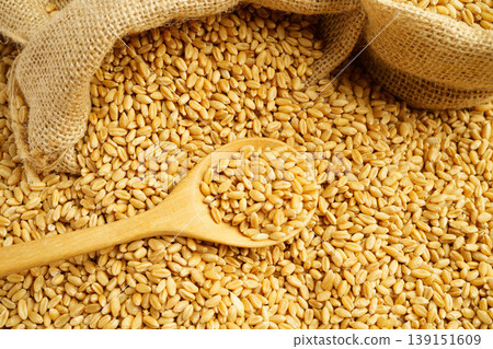 Wheat and grains ears agricultural, organic farm concept. 139151609