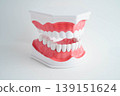 Dental teeth model on white background for learn about dentistry. 139151624