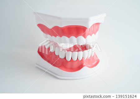 Dental teeth model on white background for learn about dentistry. 139151624