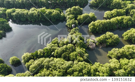 a green mangrove tree islands growing densely in a network of winding, calm, dark water channels under natural daylight, forming a stunning pattern. a green mangrove tree islands growing densely in a network of winding, calm, dark water channels under natural daylight, forming a stunning pattern. 139151632