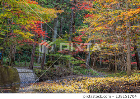 靜岡縣遠富國一宮市小國神社的秋葉 靜岡縣遠富國一宮市小國神社的秋葉 139151704