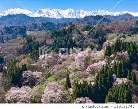 Cherry blossoms in full bloom in Nitanda and the snow-capped Hakuba Sanzan mountains in Ogawa Village, Nagano Prefecture (aerial photograph taken by drone) Cherry blossoms in full bloom in Nitanda and the snow-capped Hakuba Sanzan mountains in Ogawa Village, Nagano Prefecture (aerial photograph taken by drone) 139151745